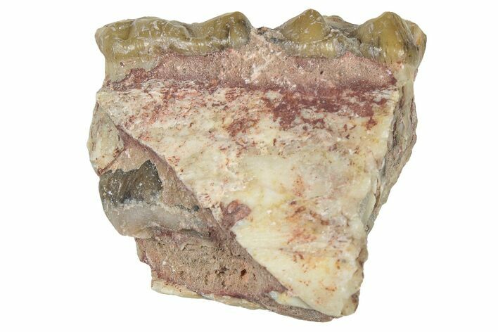 Fossil Oreodont (Merycoidodon) Jaw Section - South Dakota #300305